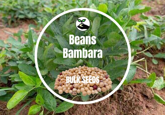 Bambara Nuts/Okpa